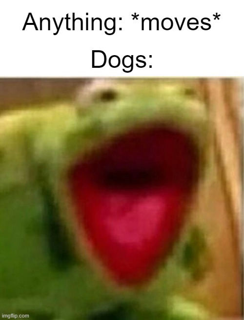 If you have dogs, you can probably relate. | Anything: *moves*; Dogs: | image tagged in funny,relatable,dogs | made w/ Imgflip meme maker