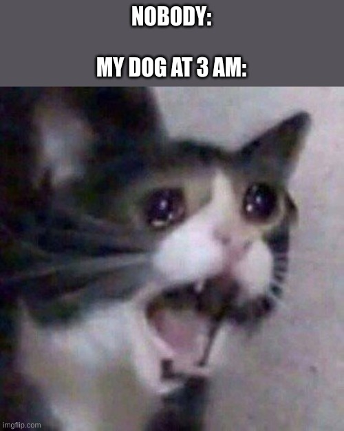 They be loud | NOBODY:
 
MY DOG AT 3 AM: | image tagged in screaming cat meme | made w/ Imgflip meme maker