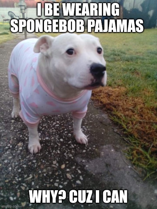 High quality Huh Dog | I BE WEARING SPONGEBOB PAJAMAS; WHY? CUZ I CAN | image tagged in high quality huh dog | made w/ Imgflip meme maker