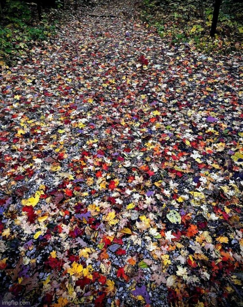 Autumn in Wisconsin | image tagged in autumn leaves,colors,x x everywhere,windy day,nature | made w/ Imgflip meme maker