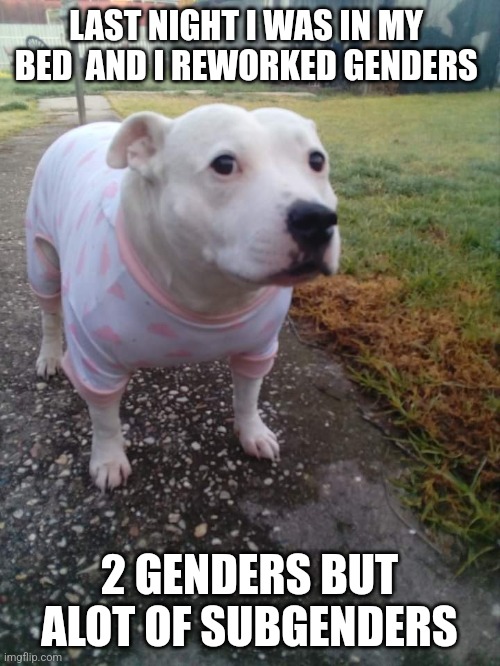 Subgenders is like lgbtq stuff and whatever | LAST NIGHT I WAS IN MY  BED  AND I REWORKED GENDERS; 2 GENDERS BUT ALOT OF SUBGENDERS | image tagged in high quality huh dog | made w/ Imgflip meme maker