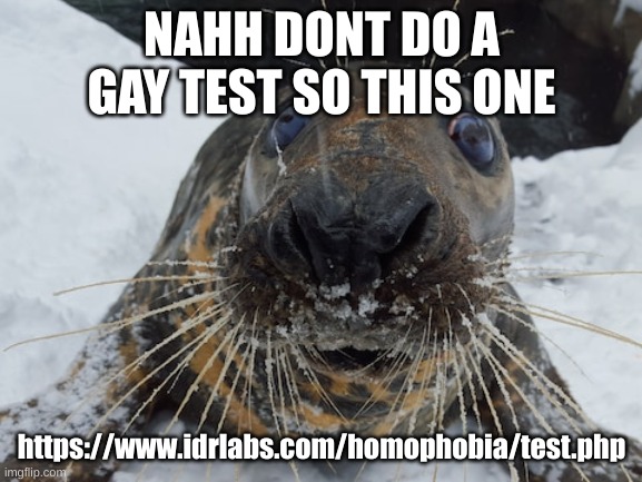 *do | NAHH DONT DO A GAY TEST SO THIS ONE; https://www.idrlabs.com/homophobia/test.php | image tagged in his name's bim bim | made w/ Imgflip meme maker