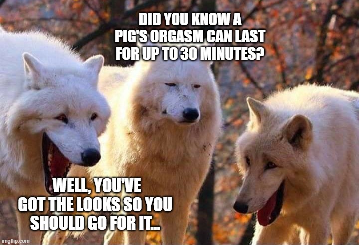Laughing wolf | DID YOU KNOW A PIG'S ORGASM CAN LAST FOR UP TO 30 MINUTES? WELL, YOU'VE GOT THE LOOKS SO YOU SHOULD GO FOR IT... | image tagged in laughing wolf | made w/ Imgflip meme maker
