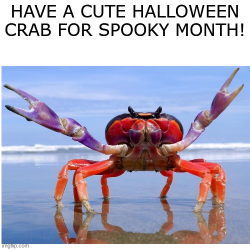 HAVE A CUTE HALLOWEEN CRAB FOR SPOOKY MONTH! | image tagged in crab,halloween | made w/ Imgflip meme maker