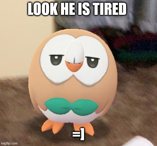 Sleepy Rowlet | LOOK HE IS TIRED; =] | image tagged in sleepy rowlet | made w/ Imgflip meme maker