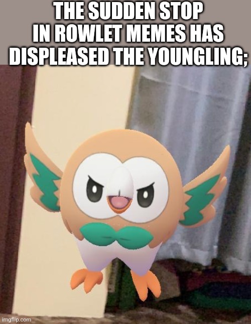 Angry Rowlet | THE SUDDEN STOP IN ROWLET MEMES HAS DISPLEASED THE YOUNGLING; | image tagged in angry rowlet | made w/ Imgflip meme maker