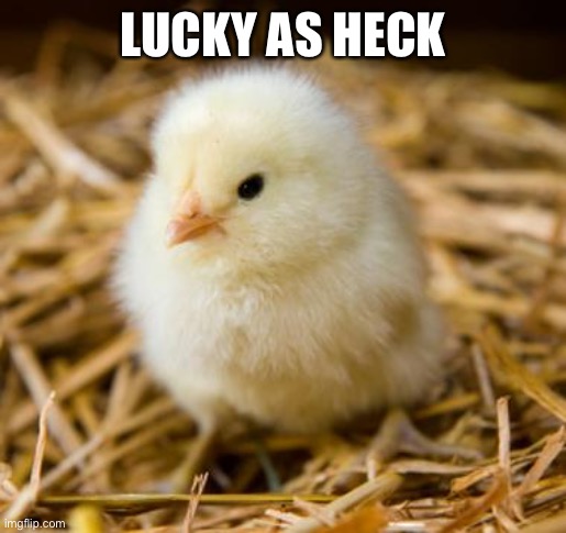 Baby Chicken | LUCKY AS HECK | image tagged in baby chicken | made w/ Imgflip meme maker