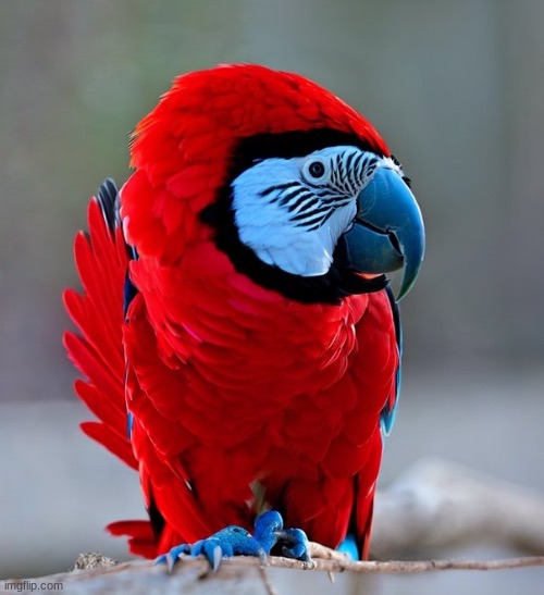 among us parrot | image tagged in among us parrot | made w/ Imgflip meme maker