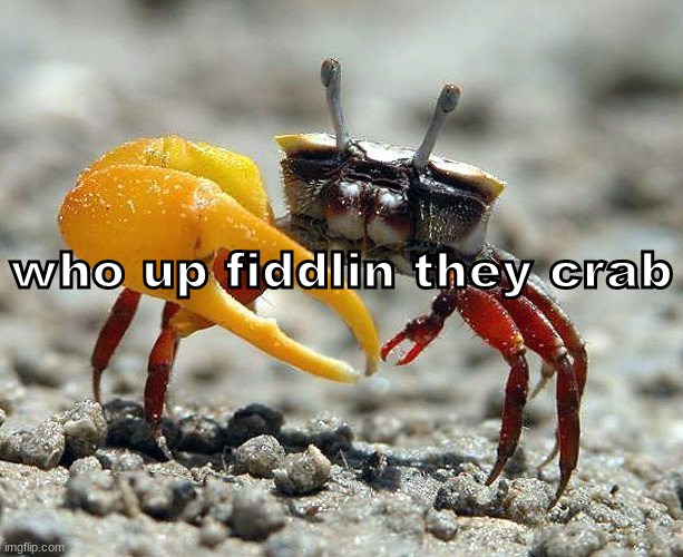 Fiddler Crab | who up fiddlin they crab | image tagged in fiddler crab | made w/ Imgflip meme maker