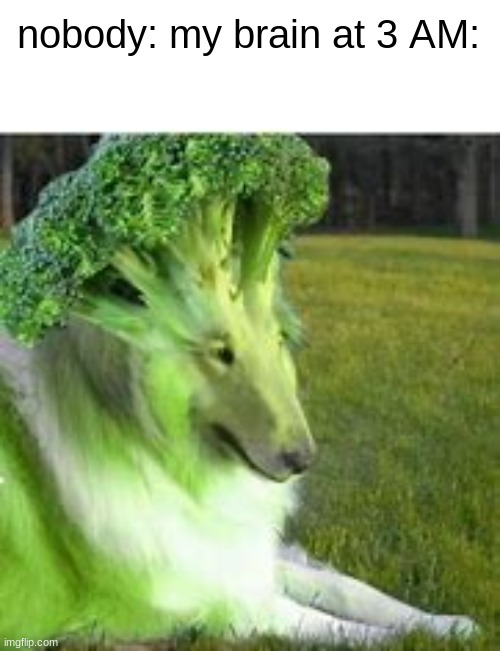 dog | nobody: my brain at 3 AM: | image tagged in dog,brocolli,doggus | made w/ Imgflip meme maker