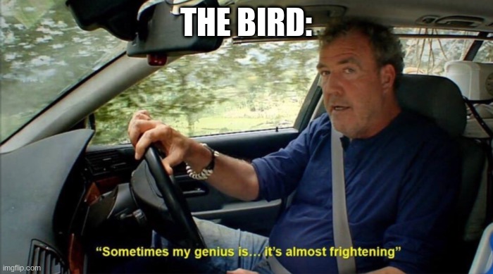 sometimes my genius is... it's almost frightening | THE BIRD: | image tagged in sometimes my genius is it's almost frightening | made w/ Imgflip meme maker