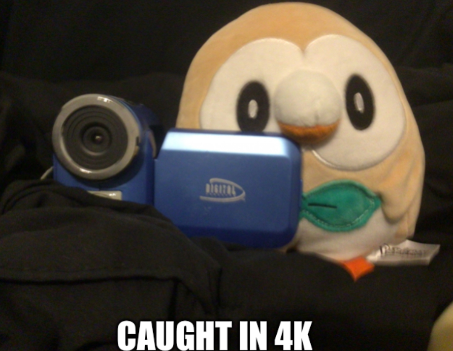 High Quality Rowlet caught in 4k Blank Meme Template