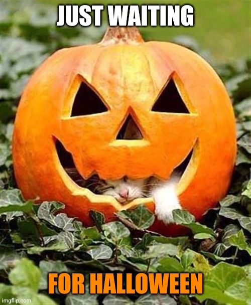 SLEEPY KITTY | JUST WAITING; FOR HALLOWEEN | image tagged in cats,funny cats,pumpkin,halloween,spooktober | made w/ Imgflip meme maker