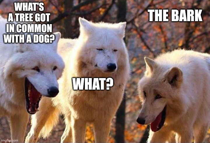 Laughing wolf | WHAT'S A TREE GOT IN COMMON WITH A DOG? THE BARK; WHAT? | image tagged in laughing wolf | made w/ Imgflip meme maker