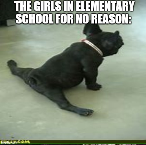 Dog doin the splits | THE GIRLS IN ELEMENTARY SCHOOL FOR NO REASON: | image tagged in memes | made w/ Imgflip meme maker