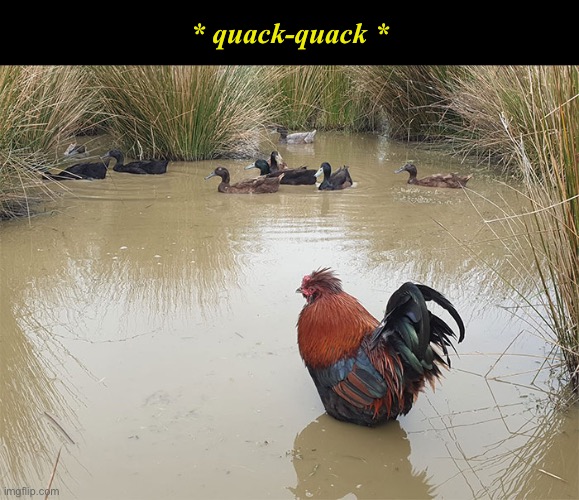 Trying To Fit In | * quack-quack * | image tagged in funny memes,chickens,ducks | made w/ Imgflip meme maker