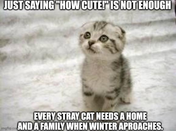 Sad Cat Meme | JUST SAYING "HOW CUTE!" IS NOT ENOUGH; EVERY STRAY CAT NEEDS A HOME AND A FAMILY WHEN WINTER APROACHES. | image tagged in memes,sad cat | made w/ Imgflip meme maker