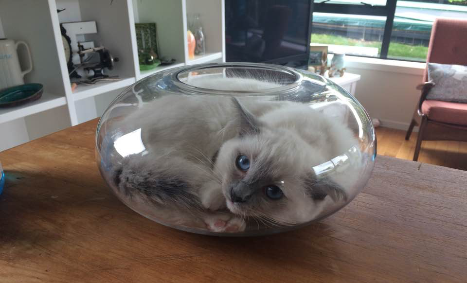 High Quality Cat in fishbowl Blank Meme Template