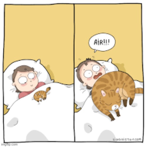 A Cats Way Of Thinking | image tagged in memes,comics,cats,cute kitten,big cats,air | made w/ Imgflip meme maker