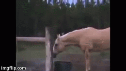 image tagged in gifs,animals | made w/ Imgflip video-to-gif maker