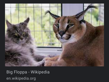 big floppa inside wikipidea Blank Meme Template