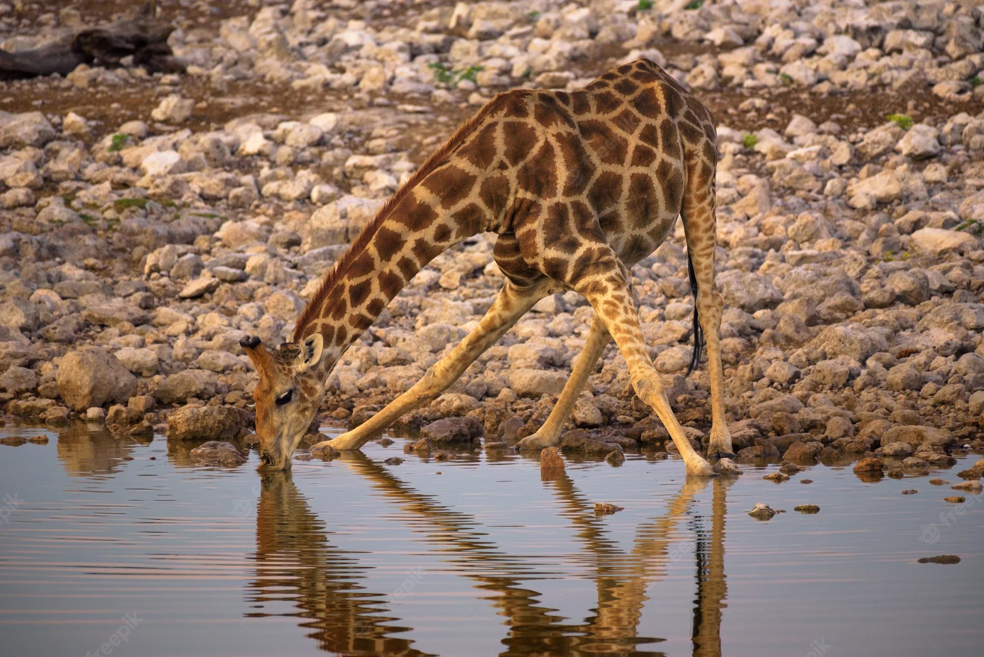 Giraffe Deinking Blank Template Imgflip 2300