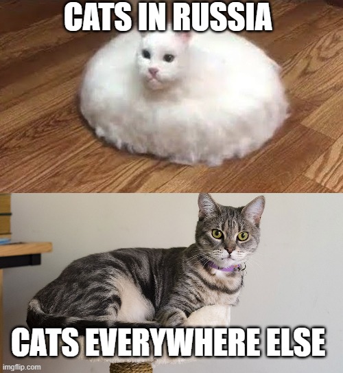 welcome to the soviet union | CATS IN RUSSIA; CATS EVERYWHERE ELSE | image tagged in catuum | made w/ Imgflip meme maker