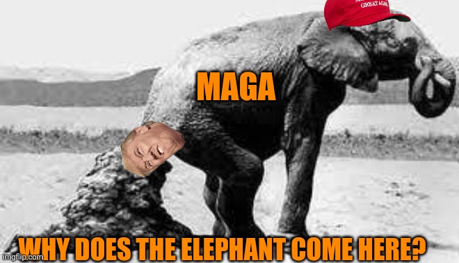 The elephant | MAGA; WHY DOES THE ELEPHANT COME HERE? | image tagged in elephant poopy,donald trump,brandon,maga,political meme | made w/ Imgflip meme maker