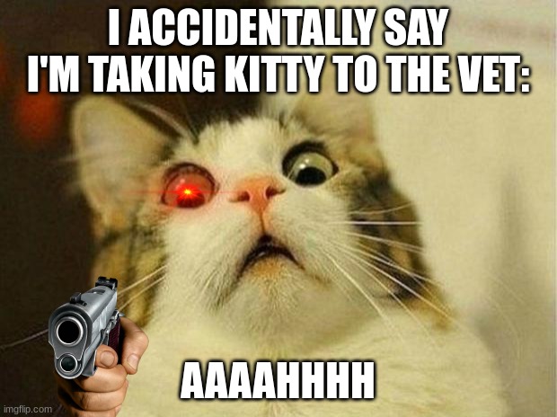 Scared Cat | I ACCIDENTALLY SAY I'M TAKING KITTY TO THE VET:; AAAAHHHH | image tagged in memes,scared cat | made w/ Imgflip meme maker