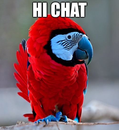 among us parrot | HI CHAT | image tagged in among us parrot | made w/ Imgflip meme maker