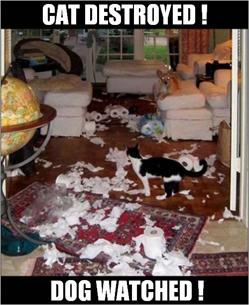 Those Toilet Rolls Were Asking For It ! | CAT DESTROYED ! DOG WATCHED ! | image tagged in cats,dogs,toilet rolls,destruction | made w/ Imgflip meme maker