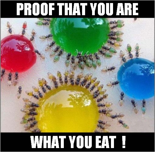 Coloured Blobs ! |  PROOF THAT YOU ARE; WHAT YOU EAT  ! | image tagged in fun,colours,insects | made w/ Imgflip meme maker