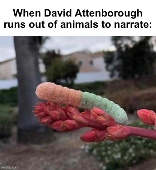 "The Gummy Worm, local to Missouri, is a strange but curious creature." |  When David Attenborough runs out of animals to narrate: | image tagged in memes,unfunny | made w/ Imgflip meme maker