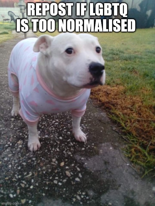 High quality Huh Dog | REPOST IF LGBTQ IS TOO NORMALISED | image tagged in high quality huh dog | made w/ Imgflip meme maker