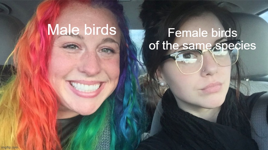 *cough cough* PEACOCKS *cough* |  Female birds of the same species; Male birds | image tagged in colored hair black hair girls | made w/ Imgflip meme maker