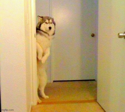 Husky peeking in doorway  | image tagged in husky peeking in doorway | made w/ Imgflip meme maker