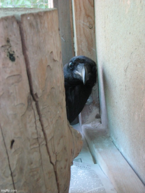 Peekaboo Crow | image tagged in peekaboo crow | made w/ Imgflip meme maker