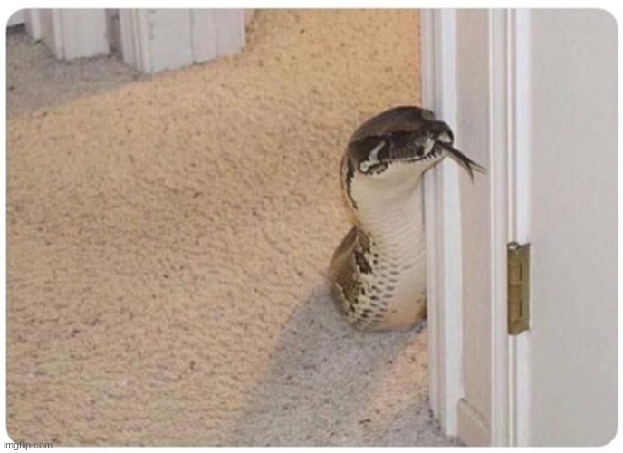 Snake peeking around corner | image tagged in snake peeking around corner | made w/ Imgflip meme maker