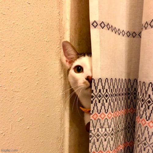 Cat peeking around curtain | image tagged in cat peeking around curtain | made w/ Imgflip meme maker