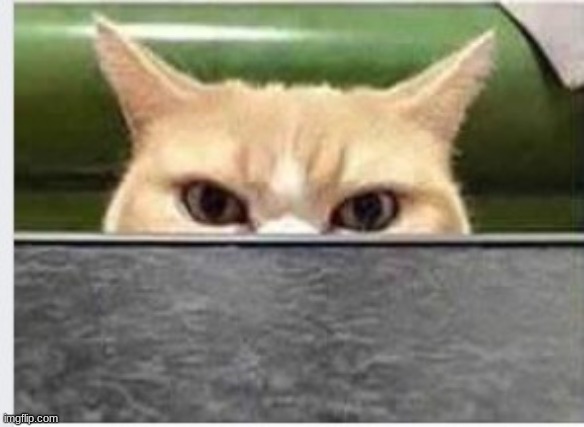 ANGRY EYE CAT PEEKING | image tagged in angry eye cat peeking | made w/ Imgflip meme maker