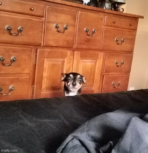 Dog peeking | image tagged in dog peeking | made w/ Imgflip meme maker