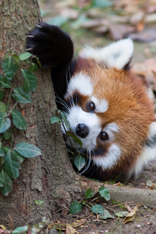 Red Panda Peek | image tagged in red panda peek | made w/ Imgflip meme maker