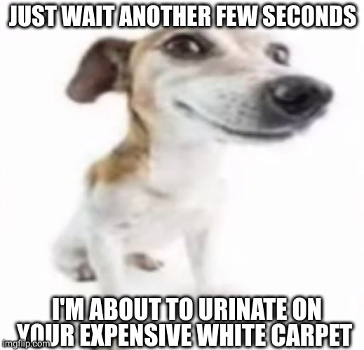 You do not have a white carpet anymore | JUST WAIT ANOTHER FEW SECONDS; I'M ABOUT TO URINATE ON YOUR EXPENSIVE WHITE CARPET | image tagged in jack russell terrier stock photo | made w/ Imgflip meme maker