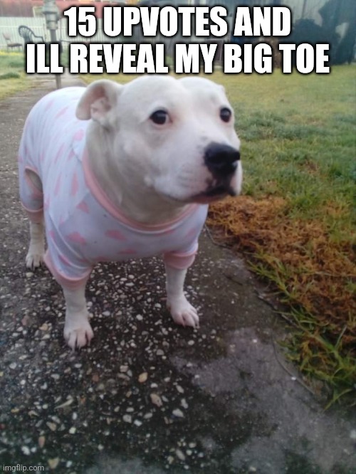 High quality Huh Dog | 15 UPVOTES AND ILL REVEAL MY BIG TOE | image tagged in high quality huh dog | made w/ Imgflip meme maker