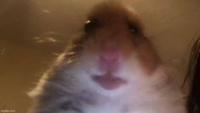 Staring Hamster | image tagged in staring hamster | made w/ Imgflip meme maker