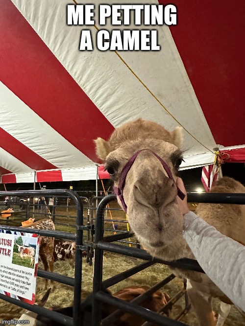 :] | ME PETTING A CAMEL | image tagged in memes,wholesome | made w/ Imgflip meme maker