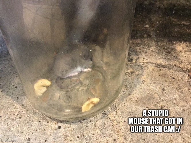 . | A STUPID MOUSE THAT GOT IN OUR TRASH CAN :/ | made w/ Imgflip meme maker