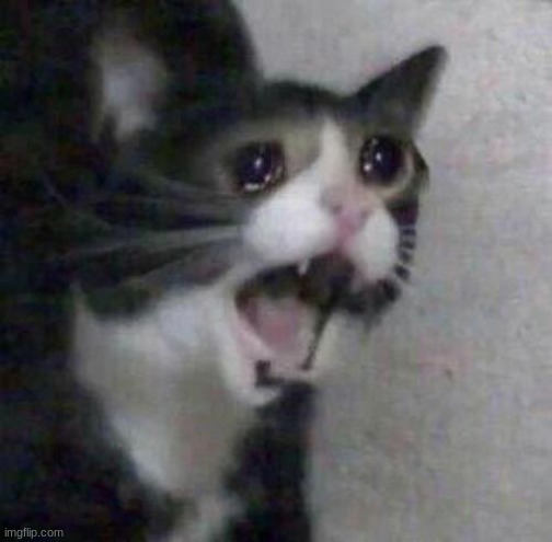 Cat screaming | image tagged in cat screaming | made w/ Imgflip meme maker