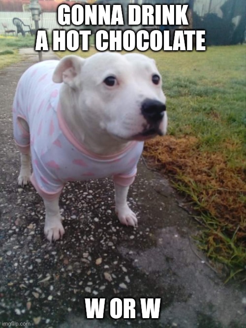 High quality Huh Dog | GONNA DRINK A HOT CHOCOLATE; W OR W | image tagged in high quality huh dog | made w/ Imgflip meme maker