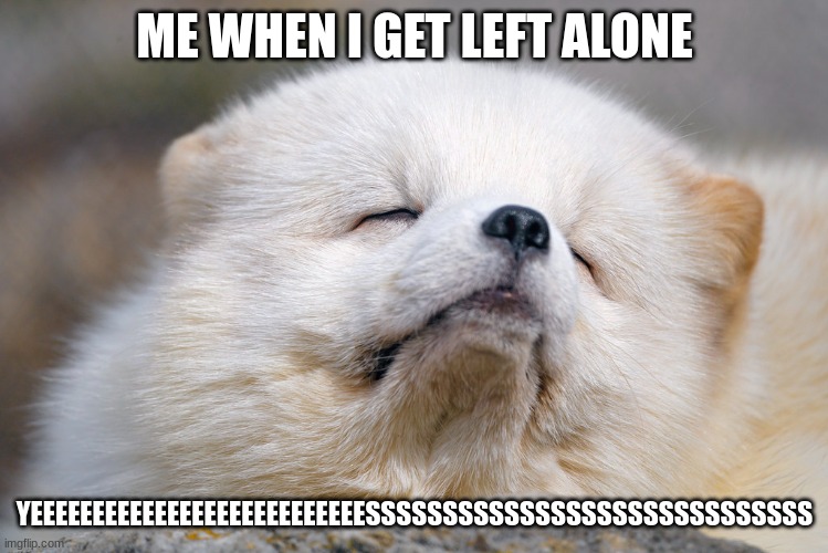 ME WHEN I GET LEFT ALONE; YEEEEEEEEEEEEEEEEEEEEEEEEEEESSSSSSSSSSSSSSSSSSSSSSSSSSSSS | image tagged in dog,funny,sleepy | made w/ Imgflip meme maker